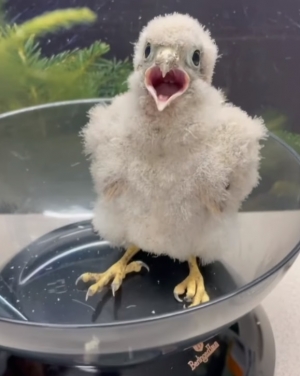 Niekt&oacute;re ptaki szybko dorastają!