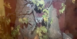 Fat dormouse's acrobatics