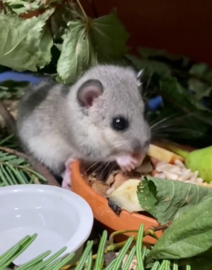 Niekt&oacute;rzy nasi pacjenci sami pokazują nam chęć wyjścia w teren.