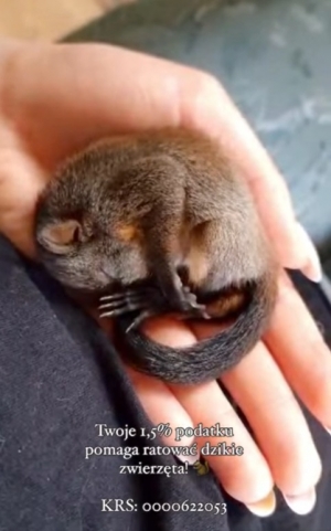 Pierwsza młoda wiewi&oacute;rka w ośrodku!