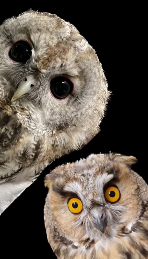 Dwie r&oacute;żne sowy, a bardzo podobne etapy ich odchowu.