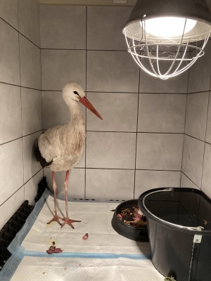 Pacjent&oacute;w przybywa!