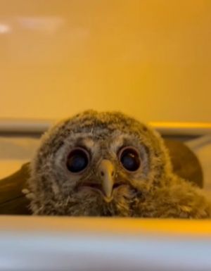 Odch&oacute;w s&oacute;w w ośrodku jest podzielony na kilka etap&oacute;w.