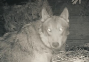 Tw&oacute;j 1,5% realnie wspiera rehabilitację wilk&oacute;w!