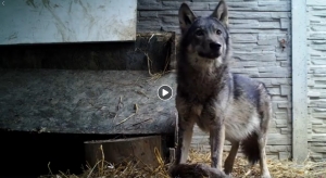 Szary dziki &bdquo;pies&rdquo;.