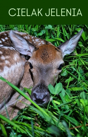 Sp&oacute;jrz na ich twarze!