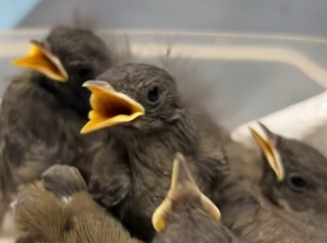 Każde ptasie dziecko wydaje inne dźwięki, kt&oacute;re są indywidualne dla danego gatunku.