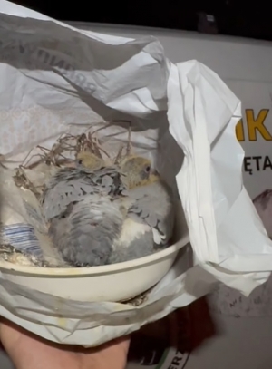 Pamiętacie dwa gołębie znalezione w reklam&oacute;wce pod blokiem?