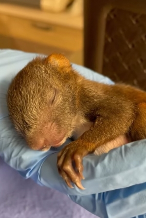 Odch&oacute;w dzikich zwierząt w ośrodku nie jest łatwy.