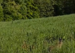 Kr&oacute;tka historia dorastania zająca.