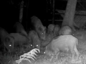 Dla zainteresowanych gorącym ostatnio tematem dzik&oacute;w w Bielsku-Białej.