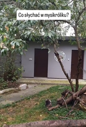 Co słychać w Mysikr&oacute;liku?