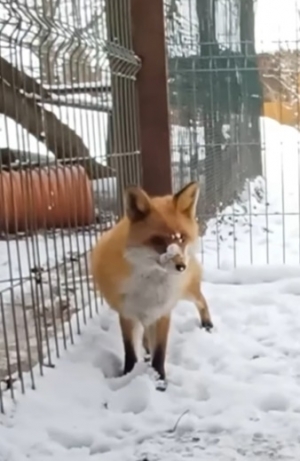 26 stycznia &ndash; Światowy Dzień Lisa!