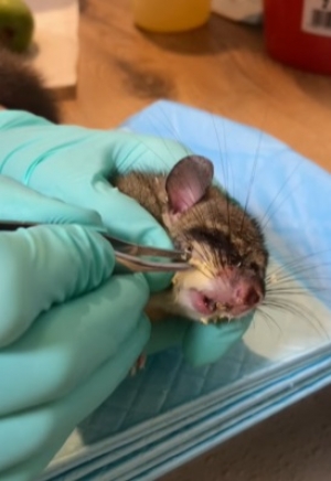 Dać szansę, między innymi po to jest Mysikr&oacute;lik.