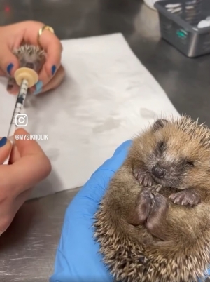 Jeżowa rutyna na r&oacute;żnych etapach rozwoju!&nbsp;