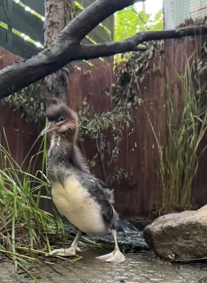 Synek dorasta  i pokazuje sw&oacute;j prawdziwy charakter drapieżnika.