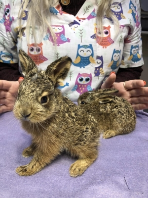 Pierwsze Szaraki Marczaki!