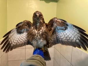 Zwierzęta trafiają do nas w r&oacute;żnym stanie...