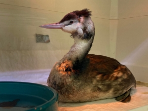 Kr&oacute;tka historia jednego z perkoz&oacute;w