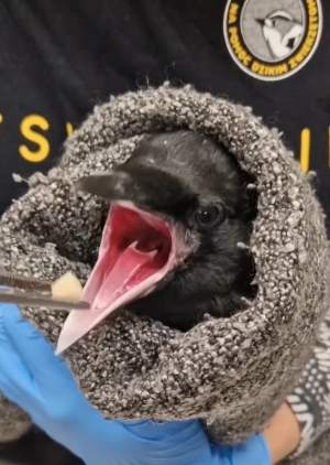 Podlot gawrona nie należy do najcichszych i najłatwiejszych pacjent&oacute;w do odchowania