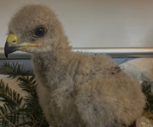 Myszoł&oacute;w z plecakiem!