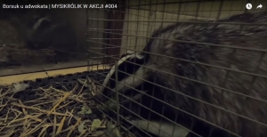 Mysikr&oacute;lik w akcji