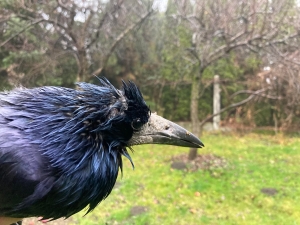 Gawrony to gł&oacute;wnie jesienno-zimowi pacjenci ośrodka.