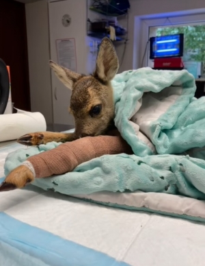 Niekt&oacute;re dzieci wczoraj płakały.