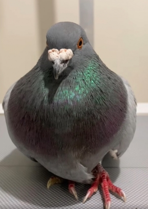 Ktokolwiek widział, ktokolwiek wie!" Ktoś strzela do gołębi!!!