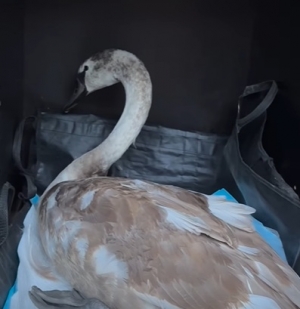 Zima to ciężki czas szczeg&oacute;lnie dla wodnych ptak&oacute;w.