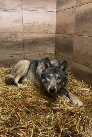 Mr&oacute;z na wolności!