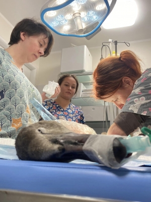 Mysikr&oacute;lik &amp; Vet-House