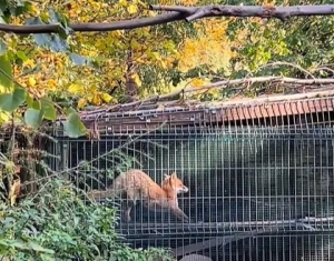 Jesienny Mysikr&oacute;lik.