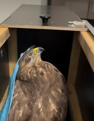 Historia dw&oacute;ch Myszołow&oacute;w