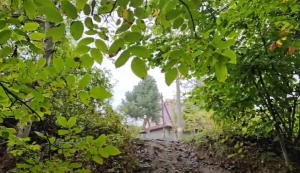 Obecność dzik&oacute;w w miastach to problem powszechny i bardzo złożony.