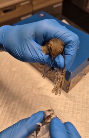 Lepy na owady to pułapki nie tylko dla insekt&oacute;w...