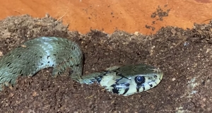 Kilka sł&oacute;w o zaskrońcu