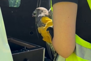 Myszoł&oacute;w potrącony przez samoch&oacute;d na S1