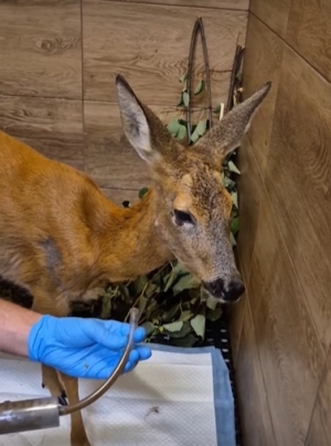 Wieczorna interwencja, kilkutygodniowa rehabilitacja, zaangażowanie wielu os&oacute;b i sarna wraca na wolność.