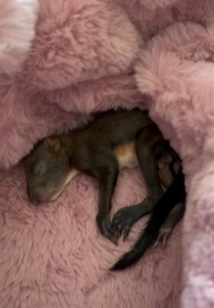 Kolejna fala wiewi&oacute;rek!