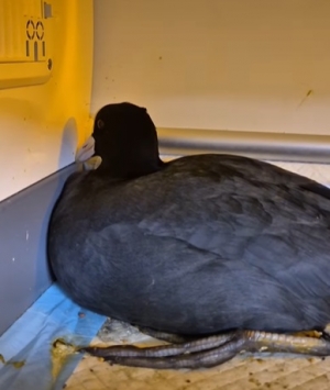 Niech was nie zmyli muzyka w tle filmiku, gdyż łyska nie należy do ptak&oacute;w o spokojnym usposobieniu.