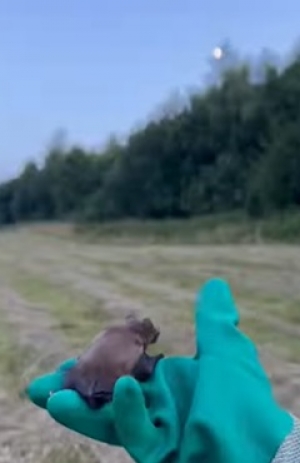 Pierwszy taki przypadek w Mysikr&oacute;liku!