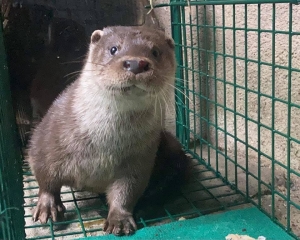 Z wydrą nie ma żart&oacute;w!