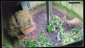 Monitoring dzikich pacjent&oacute;w