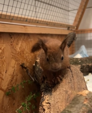 Młode wiewi&oacute;rki